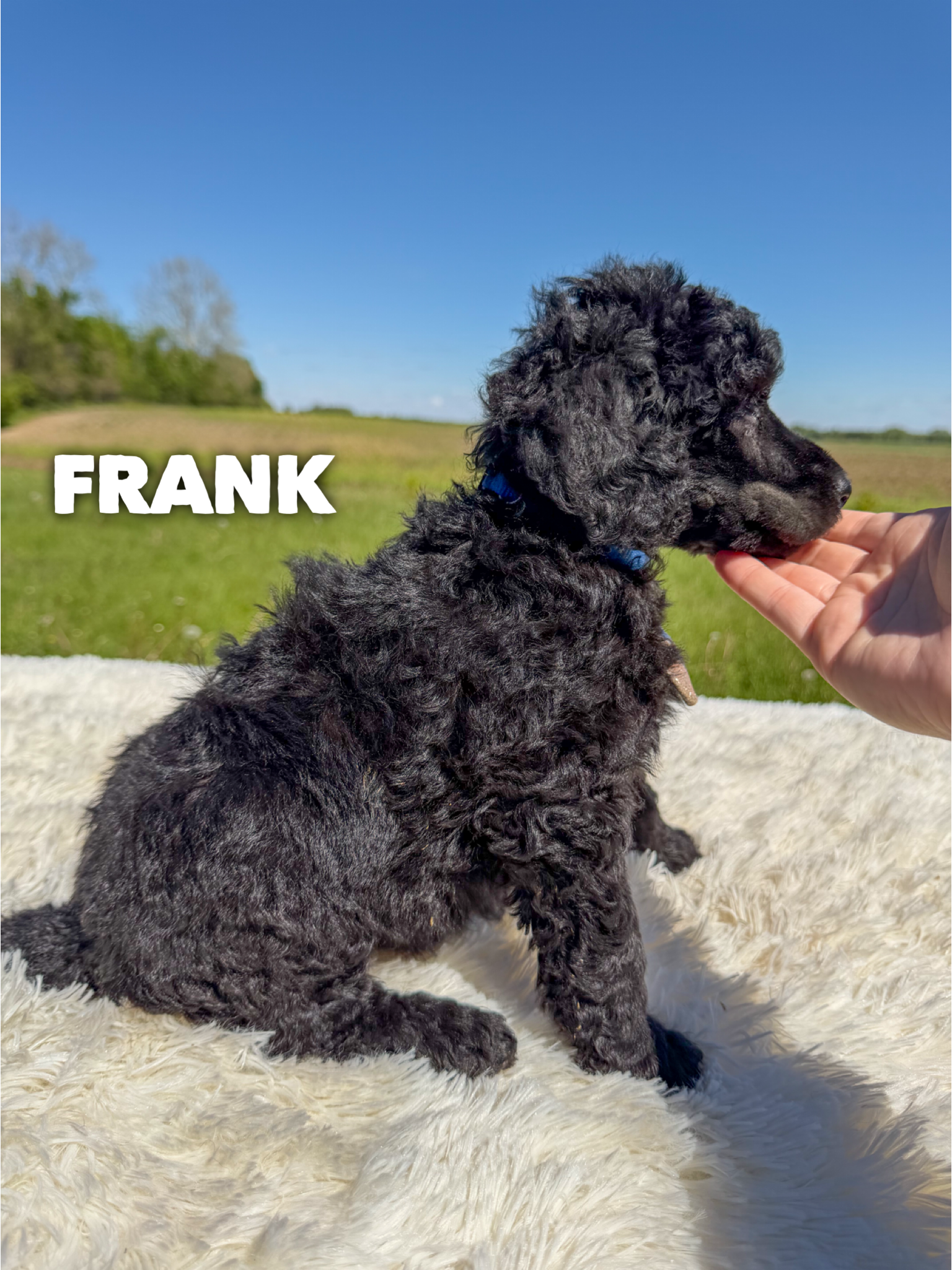 Frank 2